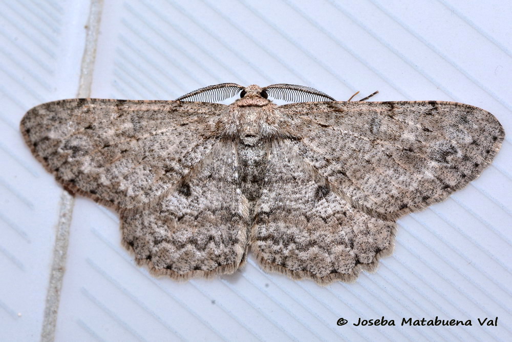 Eteroceri del mese di aprile, dal confino